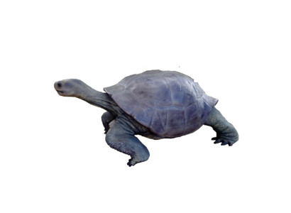 Turtle Figure Decoration Statues Sculpture Garden Decorative Figures 60x140cm new